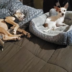 My babies...Zeus and Odie:-)